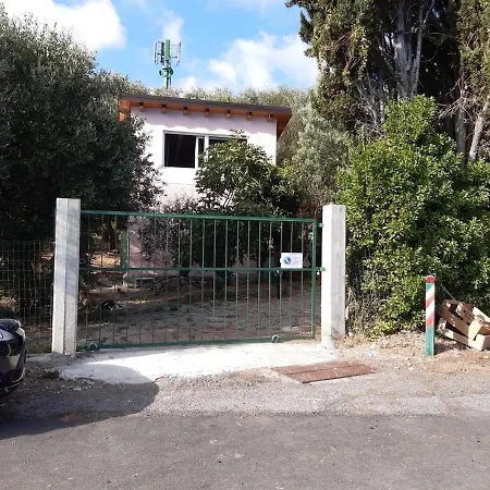 Among The Olive Trees Of
