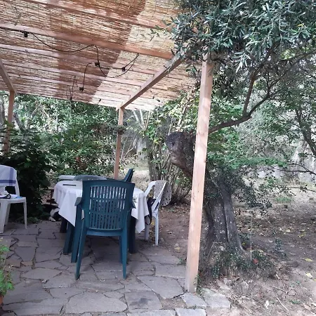 Among The Olive Trees Of *