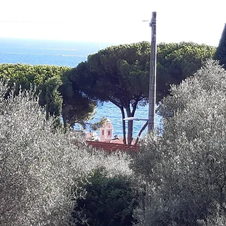 Among The Olive Trees Of